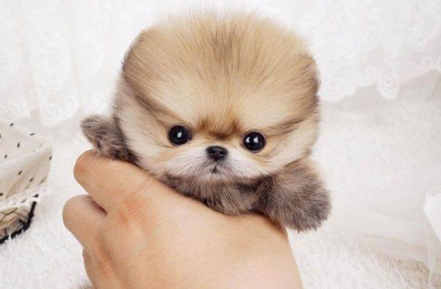 the most smallest dog in the world